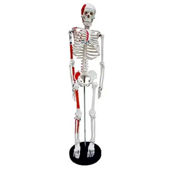 AJKANT HUMAN SKELETON PLASTIC