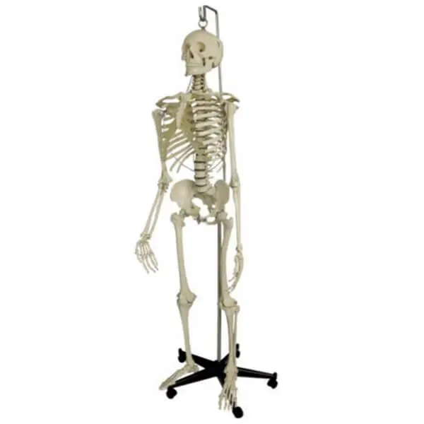 AJKANT HUMAN SKELETON STAND