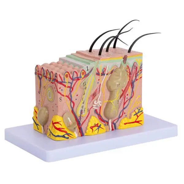 AJKANT HUMAN SKIN MODEL