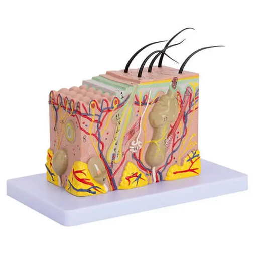 AJKANT HUMAN SKIN MODEL