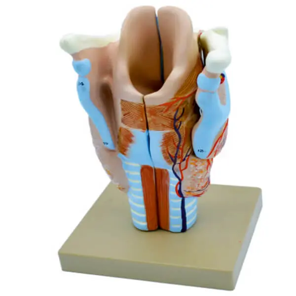 AJKANT HUMAN TORSO BIG​