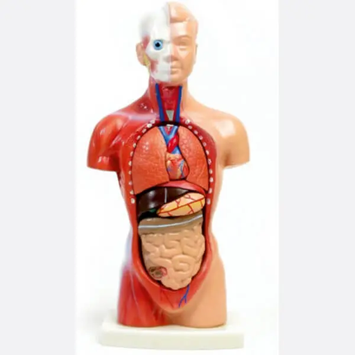 AJKANT HUMAN TORSO DISSOCIABLE