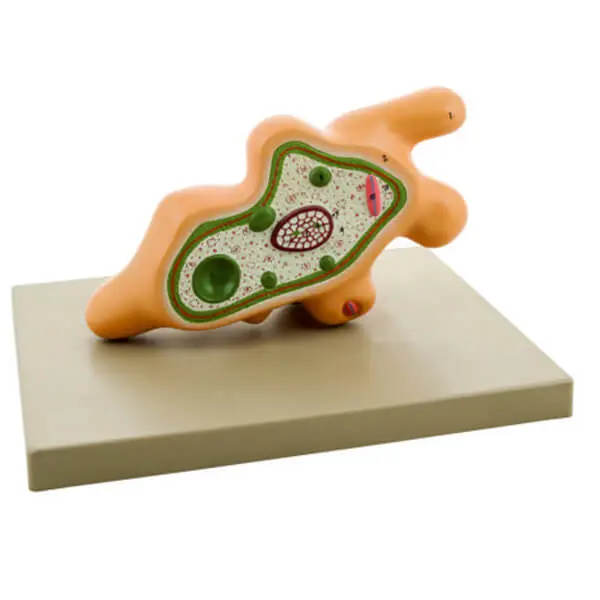 AJKANT MODEL AMOEBA