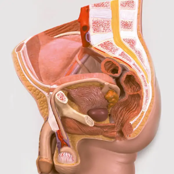 AJKANT REPRODUCTIVE SYSTEM