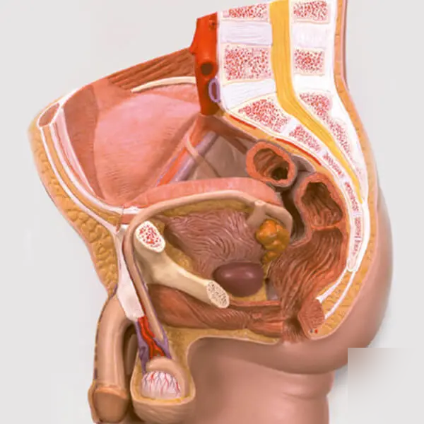 AJKANT REPRODUCTIVE SYSTEM