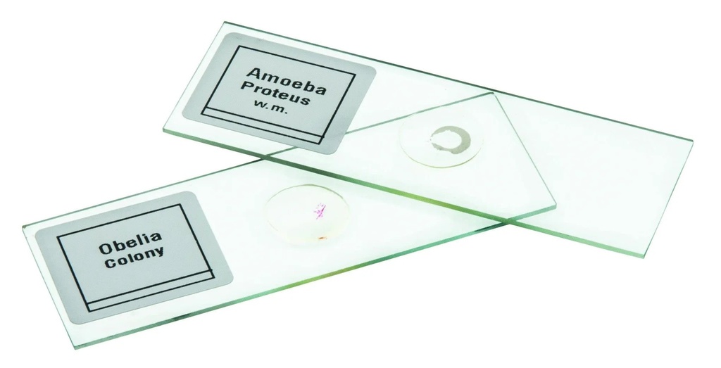 AJKANT Microscope Slide (Model: AJK-BILA-14892)