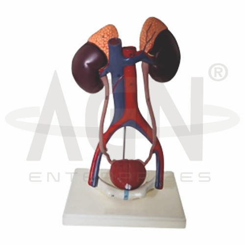 AJKANT Urinary System (Model: AJK-BILA-13547)