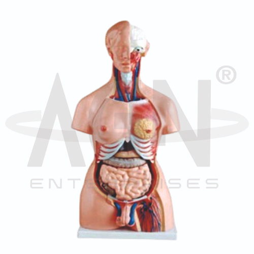 AJKANT Unisex Torso 23 Parts, Fibre (Model: AJK-BILA-13545)