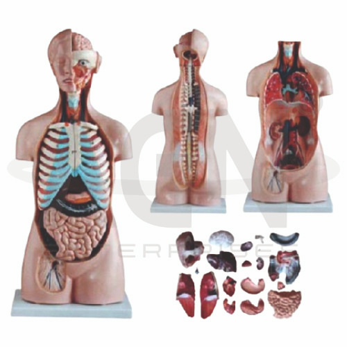 AJKANT Tri-sex Torso 21 Parts, Fibre (Model: AJK-BILA-13541)