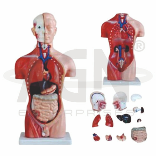 AJKANT Torso 15 Parts, Fibre (Model: AJK-BILA-13537)