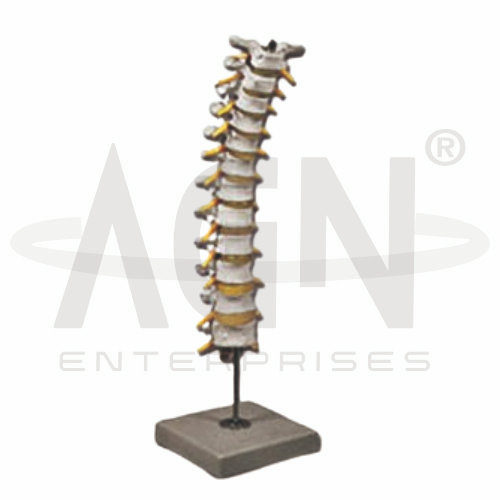 AJKANT Thoracic Spinal Column (Model: AJK-BILA-13528)