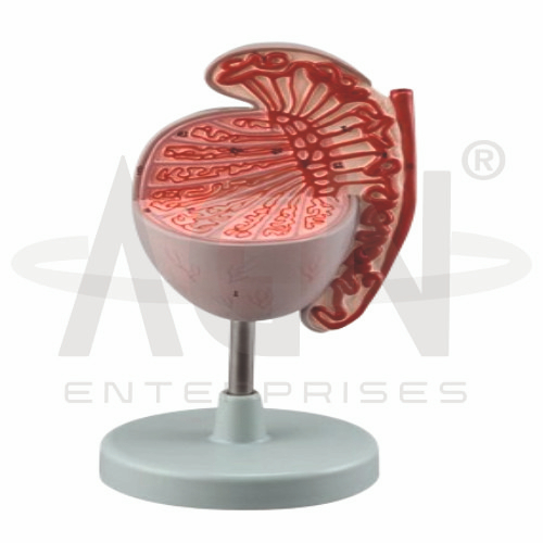 AJKANT Testis (3.5x Life Size) (Model: AJK-BILA-13522)