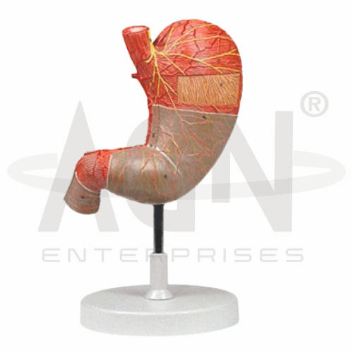AJKANT Stomach (1.5x Life Size) (Model: AJK-BILA-13517)