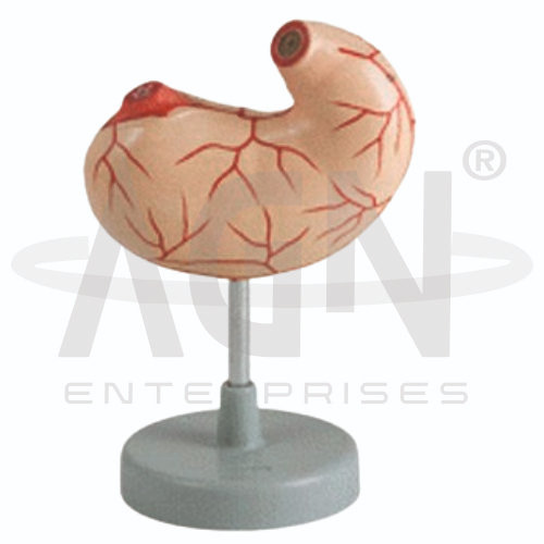 AJKANT Stomach (Model: AJK-BILA-13515)