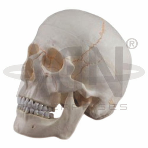 AJKANT Skull With Blood Vessels (3 Parts) (Model: AJK-BILA-13511)