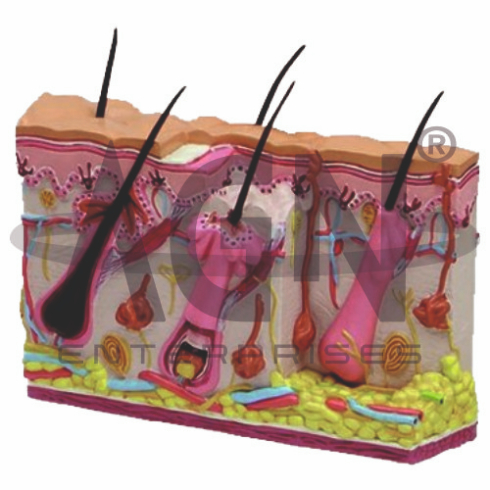 AJKANT Skin Section (Model: AJK-BILA-13509)