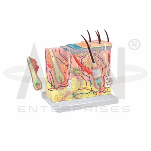 AJKANT Skin Model (70X Life Size) (Model: AJK-BILA-13507)
