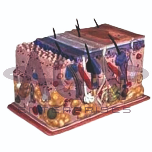 AJKANT Skin Block Model (Model: AJK-BILA-13503)