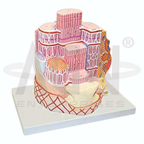 AJKANT Skeletal Muscle Fiber (Model: AJK-BILA-13501)