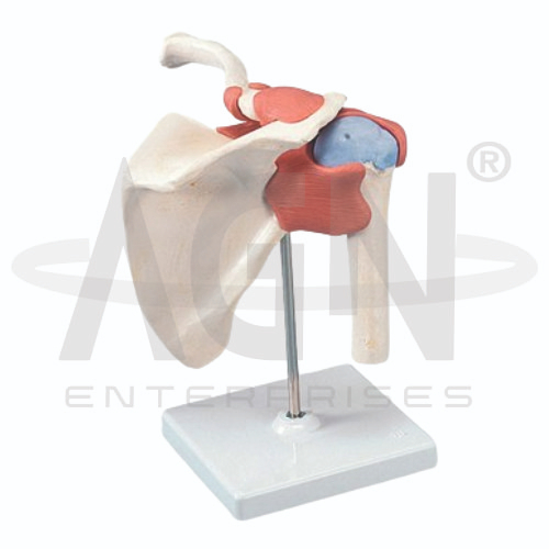 AJKANT Shoulder Joint (Model: AJK-BILA-13499)