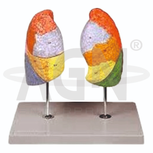AJKANT Segmental Lungs (Model: AJK-BILA-13497)