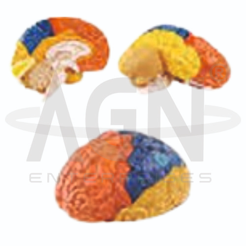 AJKANT Regional Brain 2 Parts (Model: AJK-BILA-13491)
