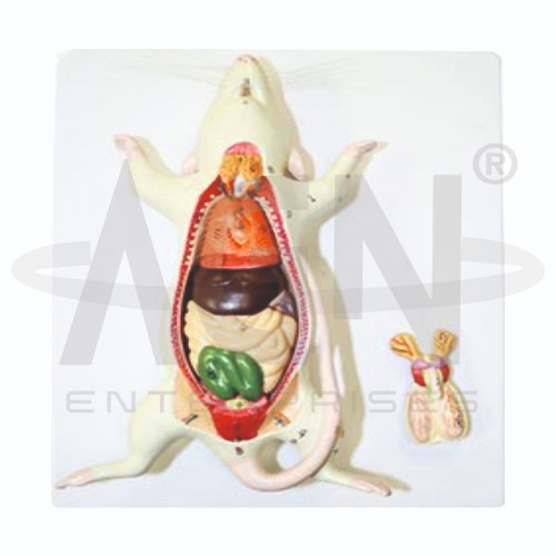 AJKANT Rat Dissection Model (Model: AJK-BILA-13487)