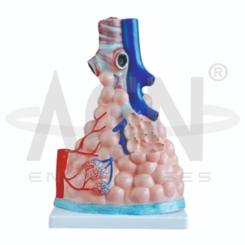 AJKANT Pulmonary Alveoli Model (Model: AJK-BILA-13484)