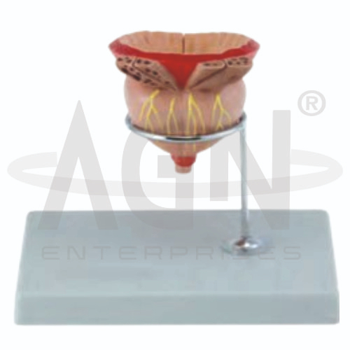 AJKANT Prostate Model (Model: AJK-BILA-13482)