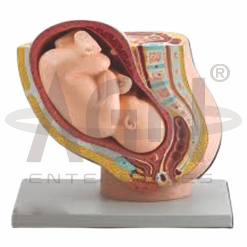 AJKANT Pregnancy Pelvis With Mature Fetus (Model: AJK-BILA-13480)