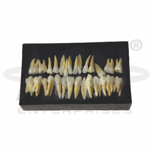 AJKANT Permanent Teeth (Model: AJK-BILA-13476)