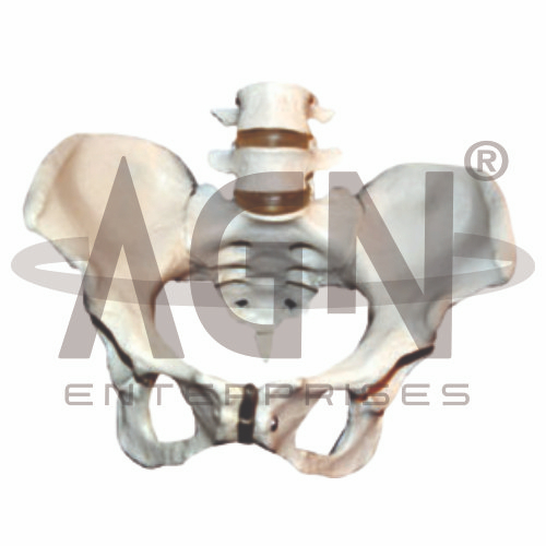 AJKANT Pelvis With 4th And 5th Lumbar Vertebrae (Model: AJK-BILA-13474)