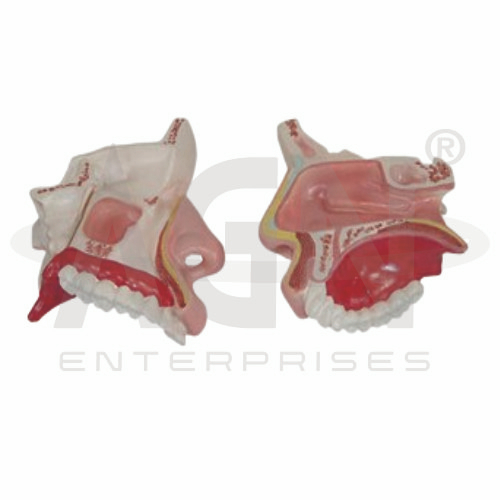 AJKANT Nasal Cavity (Model: AJK-BILA-12958)