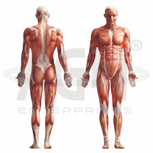 AJKANT Muscular Body (Model: AJK-BILA-12955)