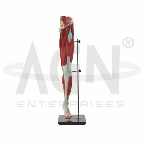 AJKANT Muscles Of The Human Leg (Model: AJK-BILA-12953)