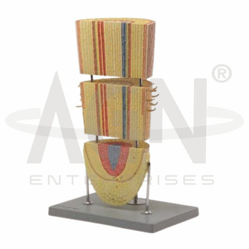 AJKANT Monocot Root (zea Mays) (Model: AJK-BILA-12945)