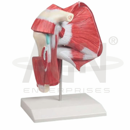 AJKANT Model Of Shoulder (with Deep Muscle) (Model: AJK-BILA-12941)