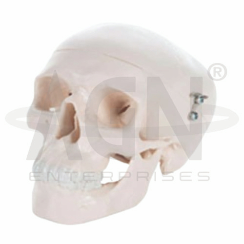 AJKANT Mini Skull (Model: AJK-BILA-12937)