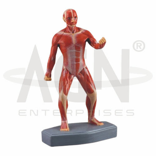 AJKANT Mini Muscular Figure (Model: AJK-BILA-12935)