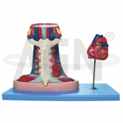 AJKANT Mediastinum (Model: AJK-BILA-12933)