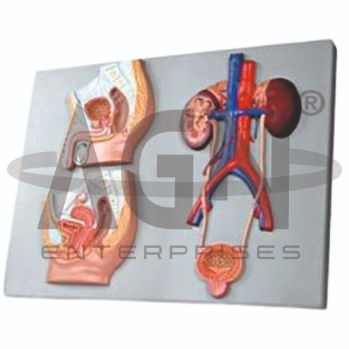 AJKANT Median Section Of Male & Female Urinary Tracts (Model: AJK-BILA-12930)
