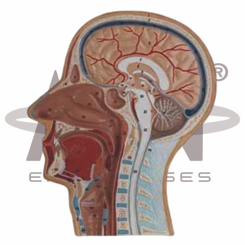 AJKANT Median Section Of Head (relief Model) (Model: AJK-BILA-12928)