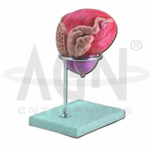 AJKANT Male Urinary Bladder With Prostate (Model: AJK-BILA-12924)