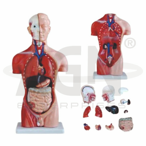 AJKANT Male Torso 13 Parts, Fibre (Model: AJK-BILA-12919)