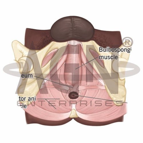 AJKANT MALE PERINEUM (Model: AJK-BILA-12915)