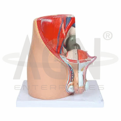 AJKANT Male Pelvis (4 Parts) (Model: AJK-BILA-12913)