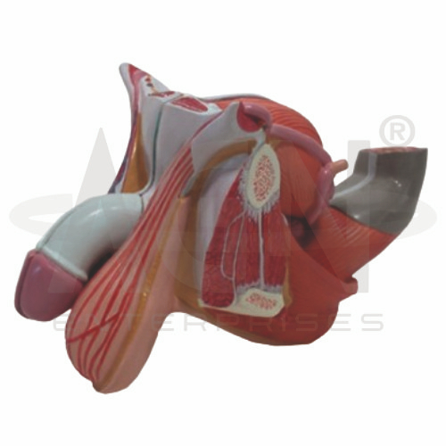 AJKANT Male Genital Organ (Model: AJK-BILA-12911)