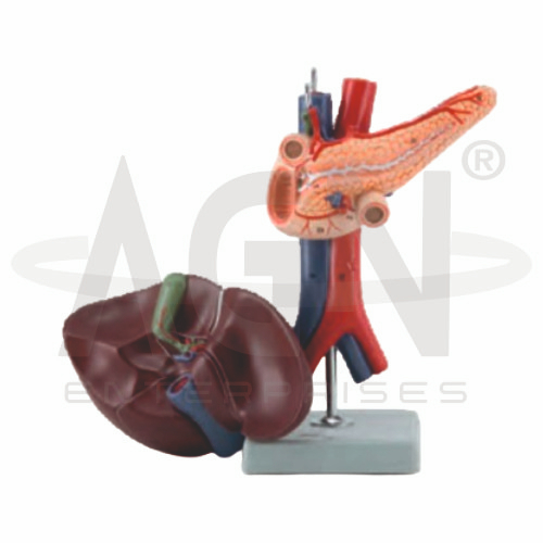 AJKANT Liver Pancreas And Duodenum (Model: AJK-BILA-12904)