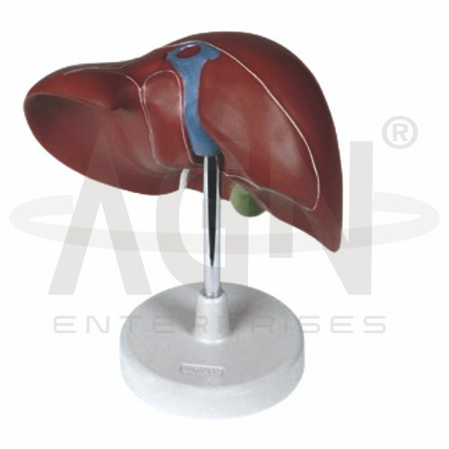 AJKANT Liver Life Size (Model: AJK-BILA-12902)