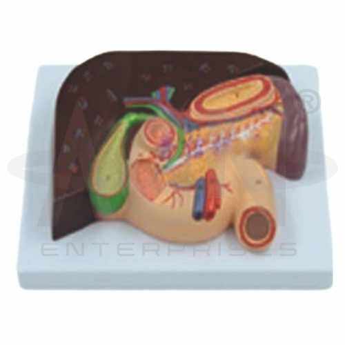 AJKANT Liver & Gallbladder (Pancreas & Duodenum) (Model: AJK-BILA-12899)